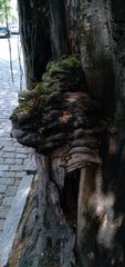 Fungi
