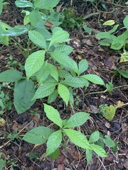 Psychotria nervosa