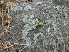 Flavoparmelia baltimorensis