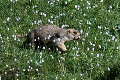 Marmota himalayana
