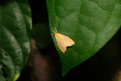 Portentomorphini