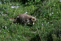 Marmota himalayana