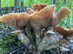 Armillaria mellea