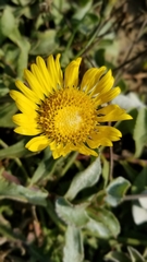Grindelia camporum
