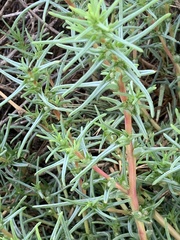 Salsola soda