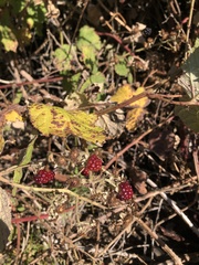 Rubus bifrons