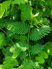 Mimosa tenuiflora