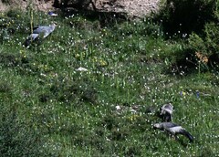 Crossoptilon crossoptilon