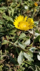 Grindelia camporum