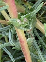 Salsola soda