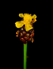 Xyris laxifolia iridifolia