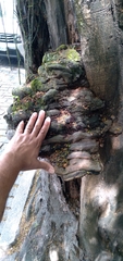 Fungi