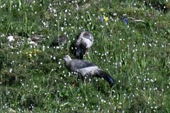 Crossoptilon crossoptilon