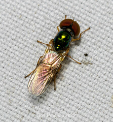 Microchrysa