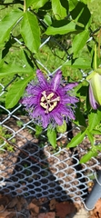 Passiflora