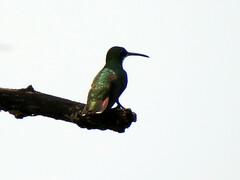 Anthracothorax nigricollis