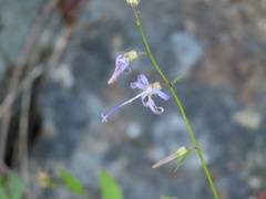 Campanula prenanthoides