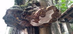 Fungi
