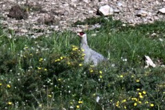 Crossoptilon crossoptilon