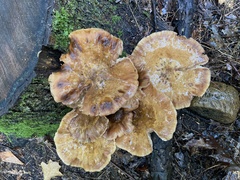 Armillaria mellea
