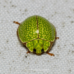 Coccinellinae