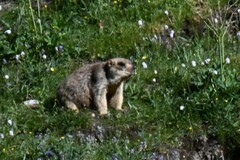 Marmota himalayana