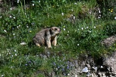 Marmota himalayana