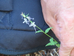 Campanula prenanthoides