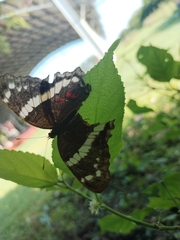 Anartia fatima