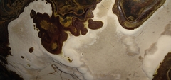 Fungi