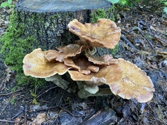 Armillaria mellea