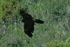 Gypaetus barbatus