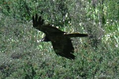 Gypaetus barbatus