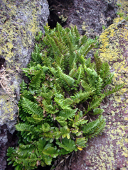 Asplenium decurrens