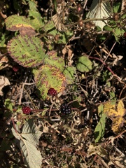 Rubus bifrons