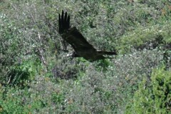 Gypaetus barbatus