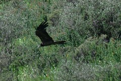 Gypaetus barbatus