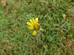 Pilosella officinarum