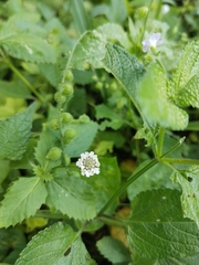 Lantana velutina