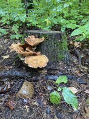 Armillaria mellea