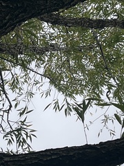 Populus angustifolia