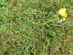 Pilosella officinarum