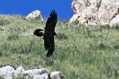 Gypaetus barbatus barbatus