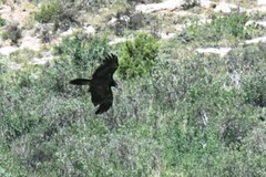 Gypaetus barbatus barbatus