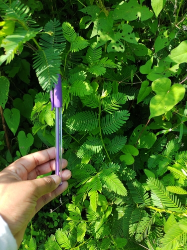Image of Mimosa hostilis by (c) Carla Uc, some rights reserved (CC BY)