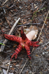 Clathrus archeri