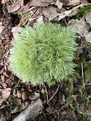 Leucobryum