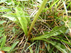 Pilosella officinarum