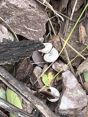 Oreohelix