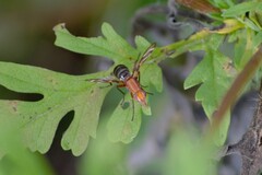 Tritoxa incurva
